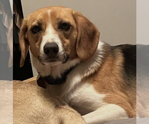 Beagle-Unknown Mix Dogs for adoption in Conway, AR, USA