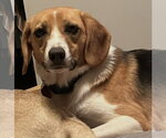Small Beagle Mix