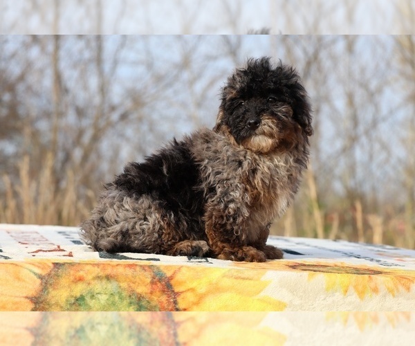 Medium Photo #2 ShihPoo Puppy For Sale in DYERSBURG, TN, USA