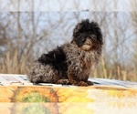 Small #1 ShihPoo
