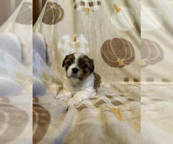 Medium Photo #4 Papitese Puppy For Sale in ORANGEBURG, SC, USA