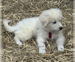 Small #7 Great Pyrenees