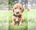 Puppy Mr Brown Goldendoodle