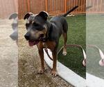 Small #1 Mutt