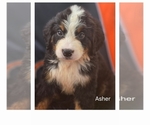 Small #6 Bernese Mountain Dog-Cockapoo Mix