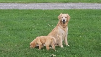 Mother of the Goldendoodle puppies born on 07/14/2018
