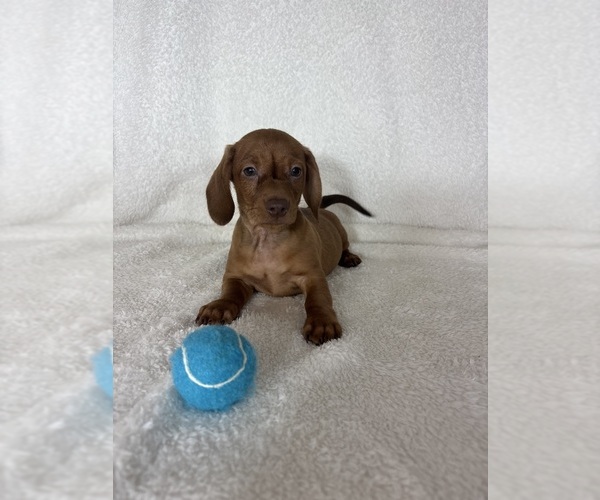 Medium Photo #3 Dachshund Puppy For Sale in GREENFIELD, IN, USA