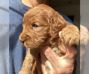 Goldendoodle (Miniature) Puppy for sale in DALY CITY, CA, USA