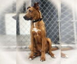 Small #1 Rhodesian Ridgeback Mix