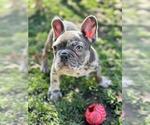 Small French Bulldog