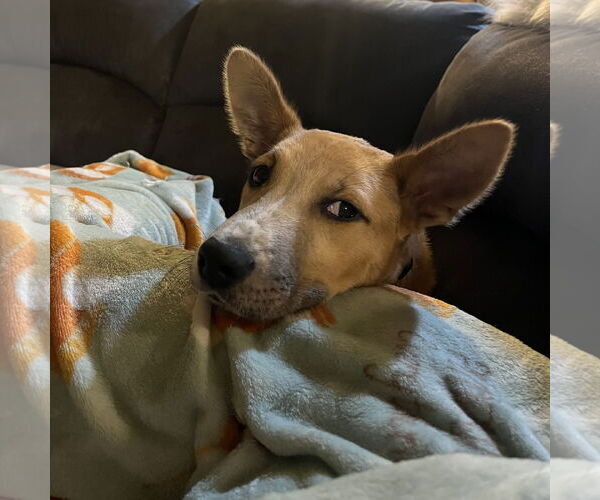 Medium Photo #5 Mutt Puppy For Sale in Fargo, ND, USA