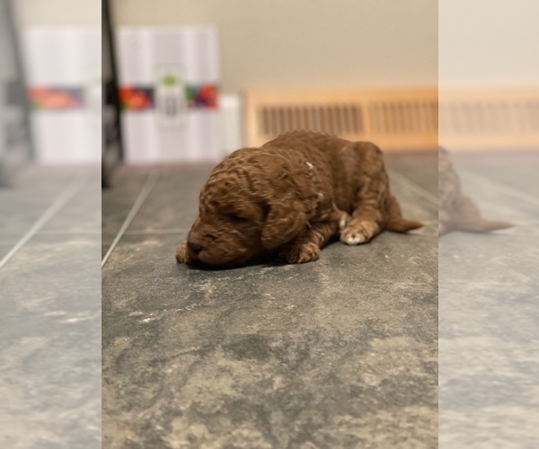 Medium Photo #1 Goldendoodle Puppy For Sale in ANNA, IL, USA