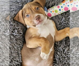 Diesel - Male Mutt Dog for Adoption - Photo #4