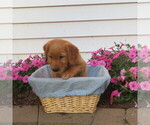 Small #4 English Cream Golden Retriever