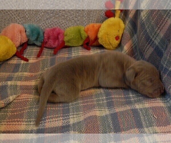 Medium Photo #121 Great Dane Puppy For Sale in SPRAGGS, PA, USA