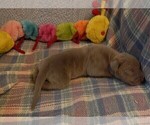 Small Photo #121 Great Dane Puppy For Sale in SPRAGGS, PA, USA