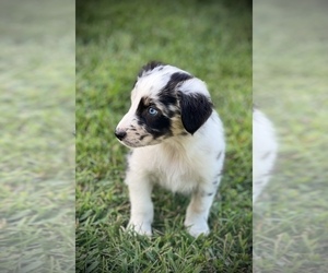 Australian Shepherd Puppy for sale in GENESEO, IL, USA