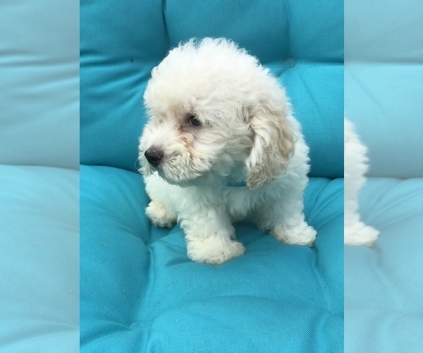 Medium Photo #7 Bichpoo Puppy For Sale in BOWLING GREEN, KY, USA