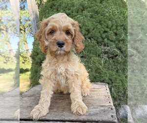 Cockapoo (Miniature) Puppy for sale in MIDDLEBURY, IN, USA