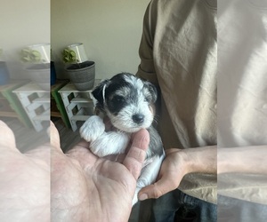 Schnauzer (Miniature) Puppy for sale in CHILDRESS, TX, USA