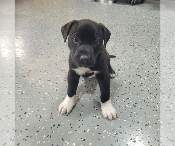 Medium Photo #4 Labrador Retriever-Staffordshire Bull Terrier Mix Puppy For Sale in Holly Springs, NC, USA
