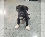 Small #3 Labrador Retriever-Staffordshire Bull Terrier Mix