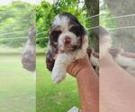 Small #2 Cocker Spaniel