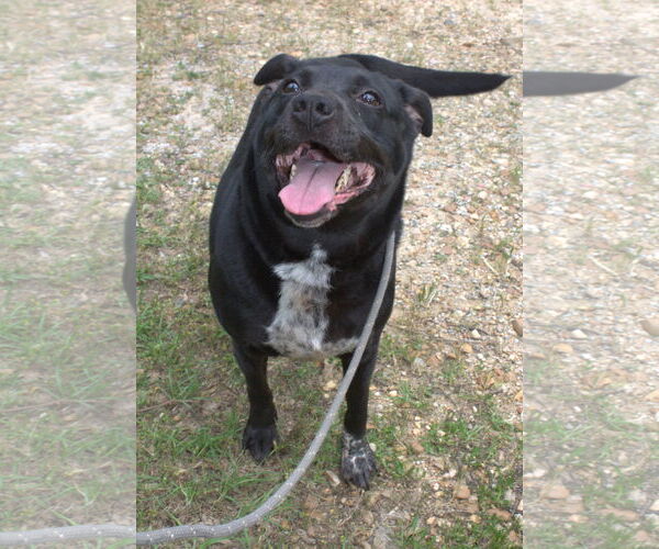 Medium Photo #2 Mutt Puppy For Sale in Jackson, MS, USA