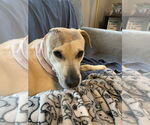Small #6 Labrador Retriever Mix