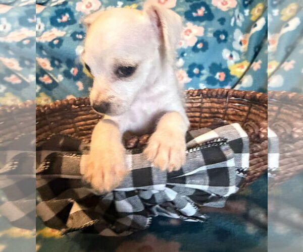 Medium Photo #3 Chihuahua-Unknown Mix Puppy For Sale in Pacolet, SC, USA