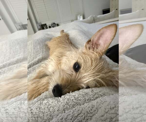 Medium Photo #4 Mutt Puppy For Sale in Katy, TX, USA