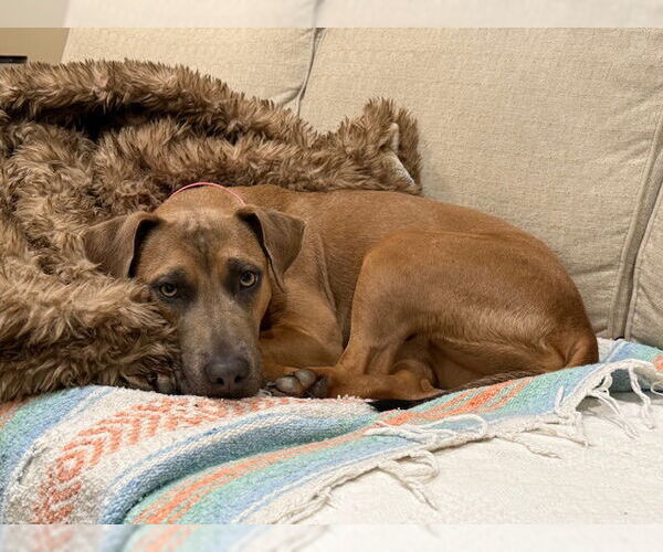 Medium Photo #9 Mountain Cur-Unknown Mix Puppy For Sale in Oakhurst, NJ, USA