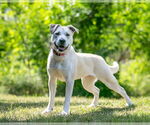 Small #4 Labrador Retriever Mix