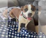 Small #3 American Pit Bull Terrier Mix