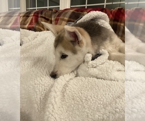 German Shepherd Dog-Siberian Husky Mix Puppy for sale in COLUMBIA CITY, IN, USA