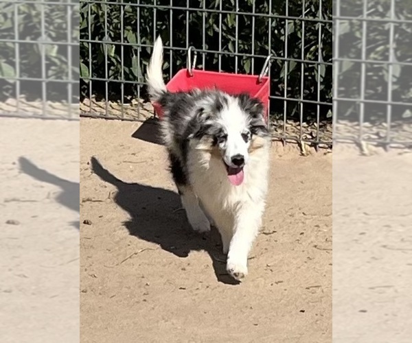 Medium Photo #25 Shetland Sheepdog Puppy For Sale in FORT MORGAN, CO, USA