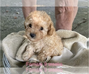 Poodle (Toy) Puppy for Sale in SCOTTSBURG, Indiana USA
