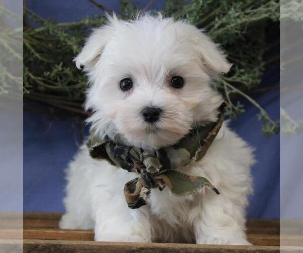 Medium Photo #1 Maltese Puppy For Sale in ORO VALLEY, AZ, USA
