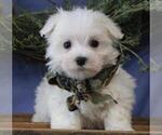 Small Photo #1 Maltese Puppy For Sale in ORO VALLEY, AZ, USA