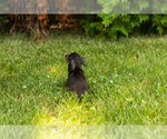 Small #10 Dachshund