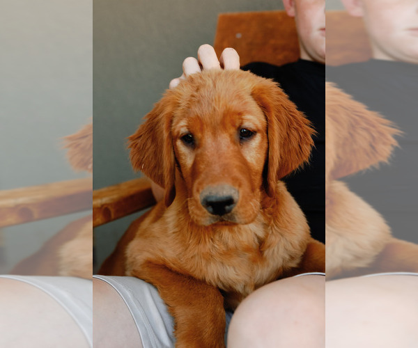 Medium Photo #1 Golden Retriever Puppy For Sale in CHINO VALLEY, AZ, USA
