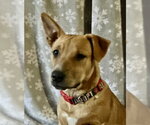 Small #11 Labrador Retriever Mix