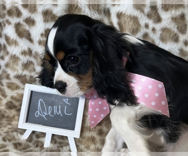 Medium Photo #4 Cavalier King Charles Spaniel Puppy For Sale in ABILENE, TX, USA