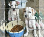 Small #2 Jack Russell Terrier Mix