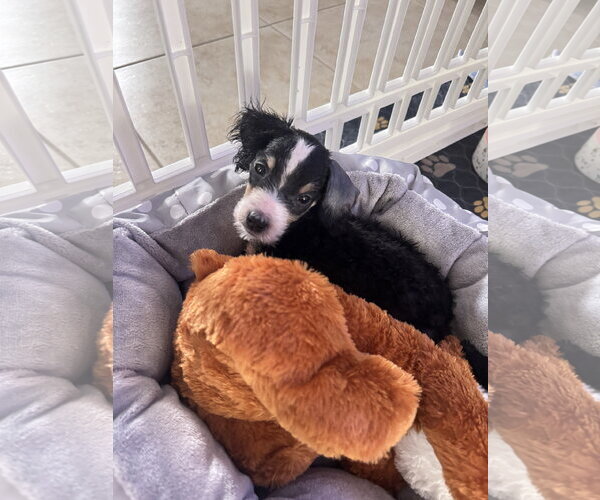 Medium Photo #4 Bernese Mountain Dog-Poodle (Miniature) Mix Puppy For Sale in Valrico, FL, USA