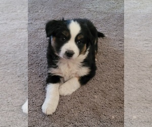 Miniature Australian Shepherd Puppy for sale in BEND, OR, USA