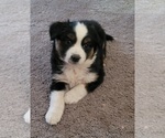 Small Miniature Australian Shepherd