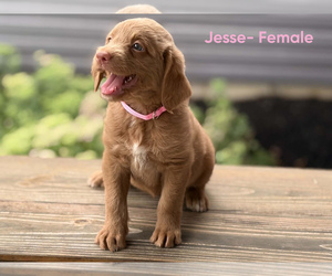 Medium Labradoodle
