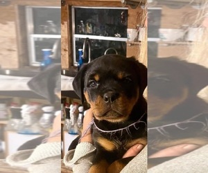 Rottweiler Puppy for Sale in DADE CITY, Florida USA