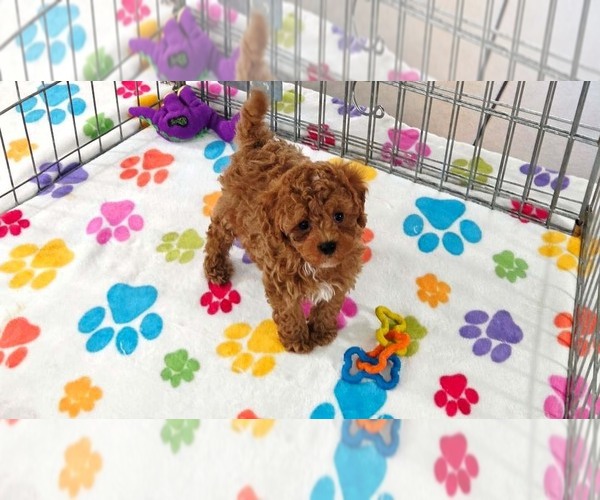 Medium Photo #8 Cavapoo (Miniature)-Poodle (Toy) Mix Puppy For Sale in ORO VALLEY, AZ, USA
